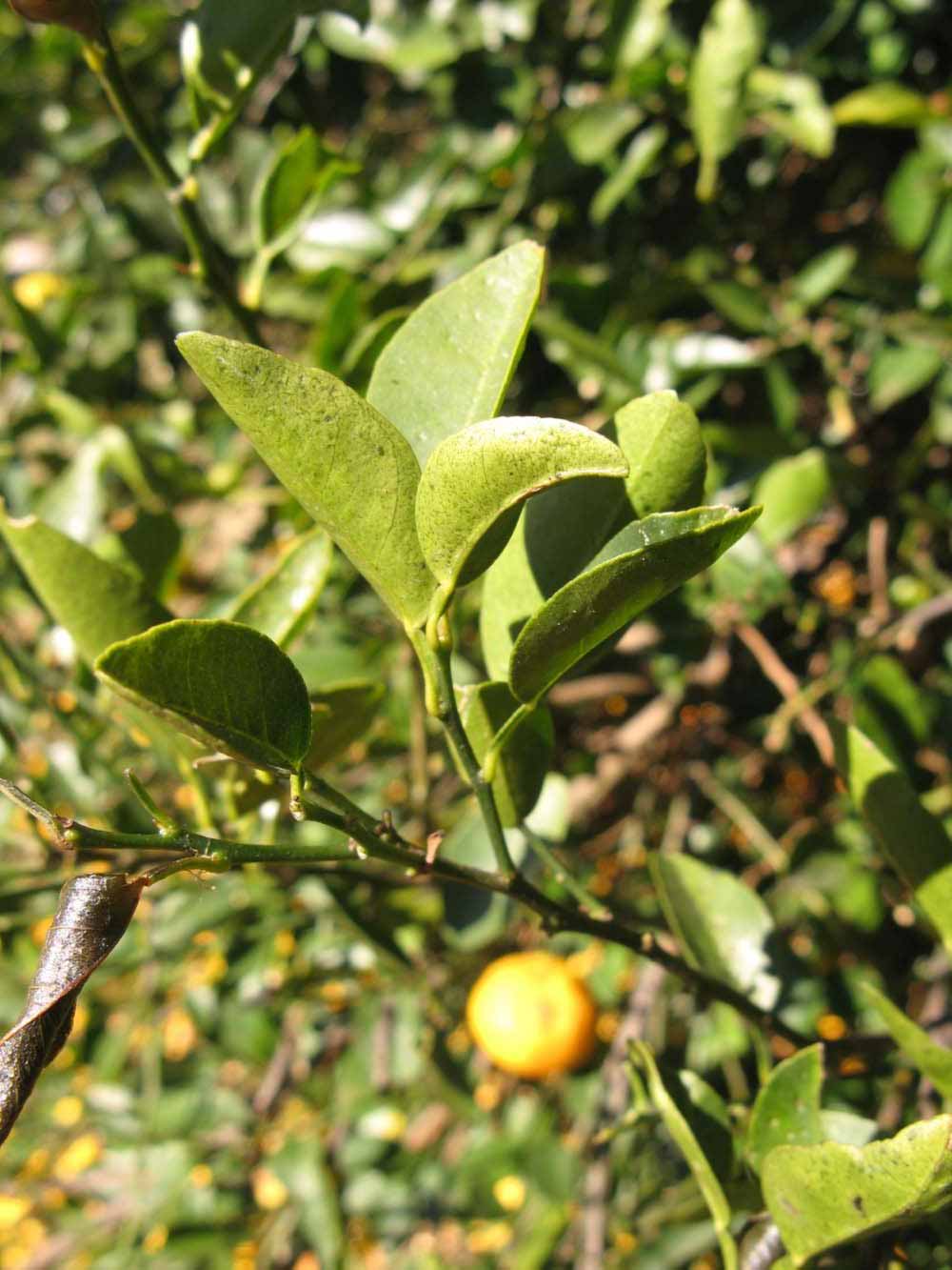            Sun leaves (Winter Haven, FL)   